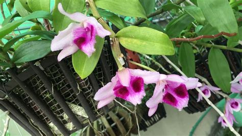 Cách vẽ mặt quỷ hình xăm || anh lợi khmer vlogs | ve hinh xam | . Máº¯t quá»· ? - YouTube