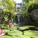 Water Garden Design Ideas, Pictures, Remodel, and Decor