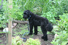 skippy in the garden 1