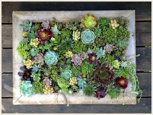 コツさえつかめば簡単 多肉植物の寄せ植えをおしゃれに作るコツ