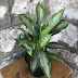 Aglaonema Silver Bay Bloom / Aglaonema, chinese evergreen, silver bay chinese evergreen.