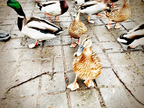 duck feeding norrtälje