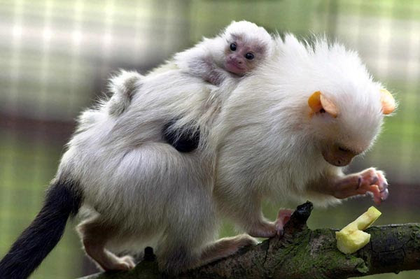 http://img.slate.com/media/1/123125/123104/2156546/2167277/2168390/070614_MedEx_marmosetEX.jpg