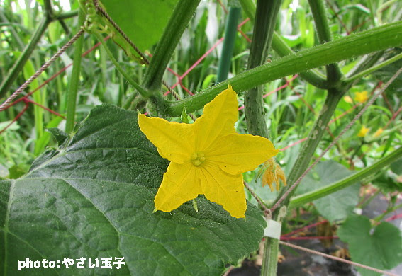 花弁の数 藤瀬農園 道草日記