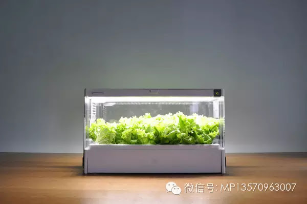 如何在高楼大厦里开垦菜田 其实有一个小角落就够