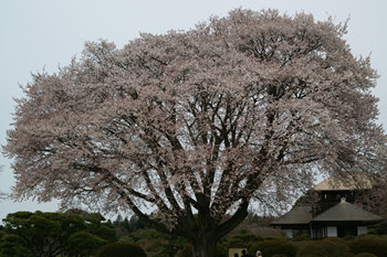 偕楽園 水戸の桜まつり