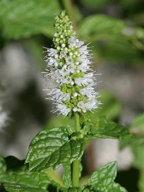 A garden is like a community, and some incompatible plants need to avoid each other. Mentha spicata (Spearmint) | World of Flowering Plants