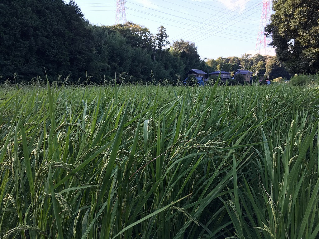 夏の田んぼ 八千代オイコス