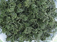 人参花 人参花的功效与作用 中药人参花 人参花是什么 人参花的用法用量 A 医学百科