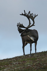 Mt. McKinley-3.JPG