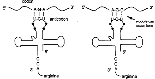 Protein Synthesis And Maturation