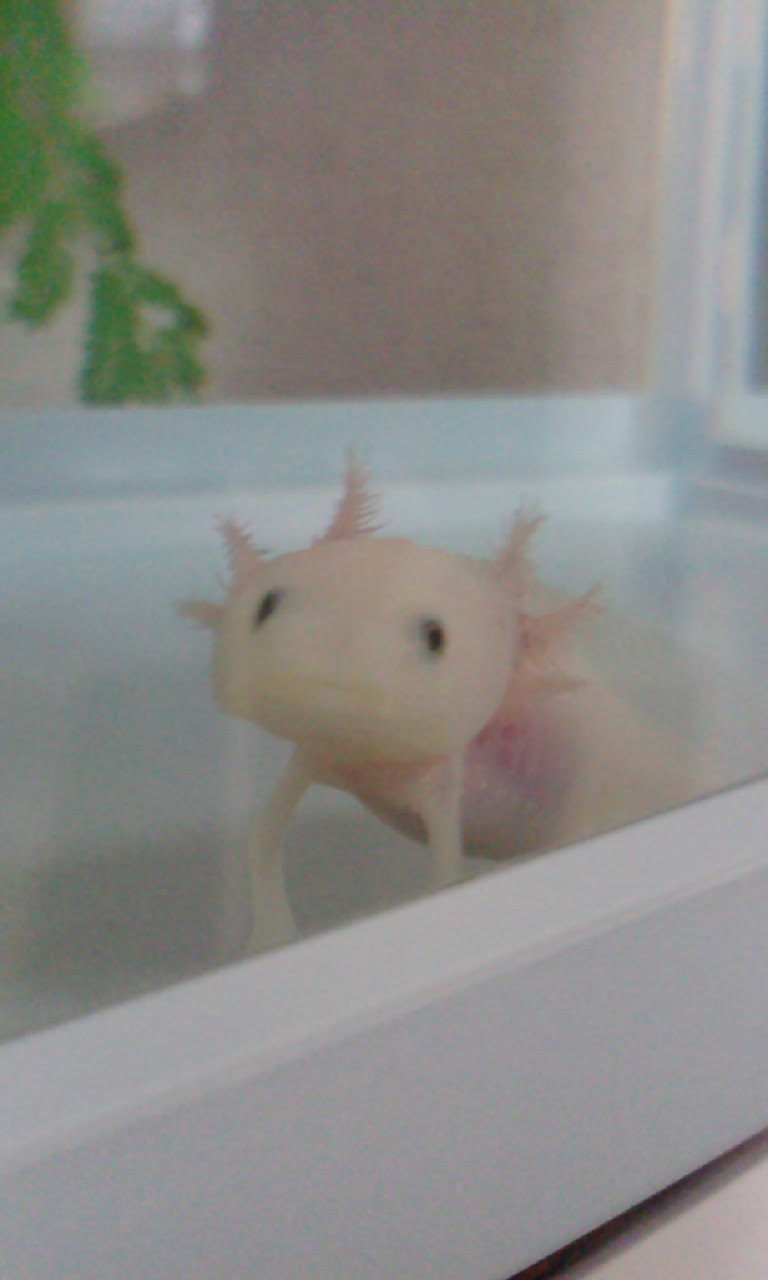 ウーパールーパー 植久造園スタッフのブログ