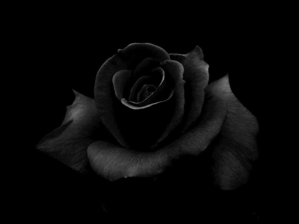  Black  Rose  Wallpapers  Wallpaper  Cave