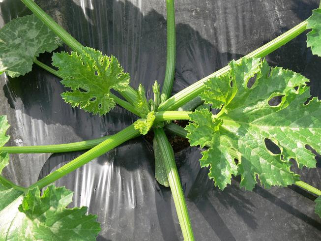 野菜の生育状況 日々を愉しく
