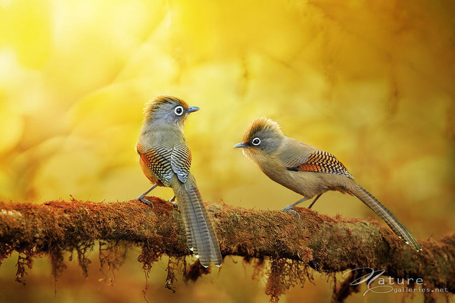 500px favs, rg443