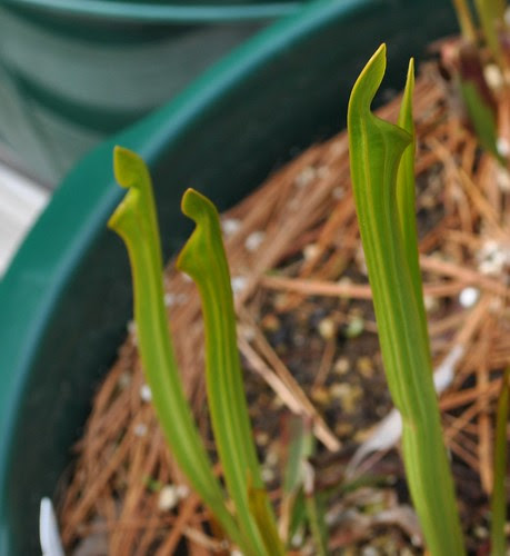 Sarracenia  unknown hybrid