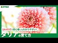 コレクション ダリア 植え 替え 366797-ダリア 植え 替え 時期