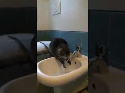 Video Mouse Tub