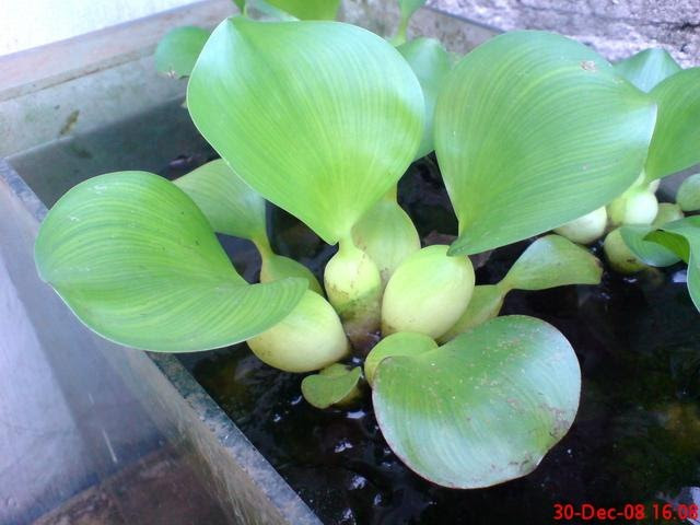 Indah RA Tumbuhan Xerofit Hidrofit dan Higrofit Indah RA Tumbuhan Xerofit Hidrofit dan Higrofit