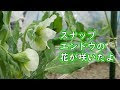 上 スナップえんどう 花 336336-スナップエンドウ 花が咲いたら