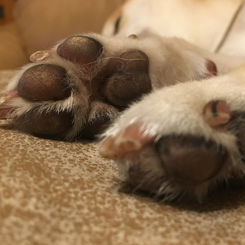 犬の肉球はポップコーンのにおい 肉球の秘密とケア