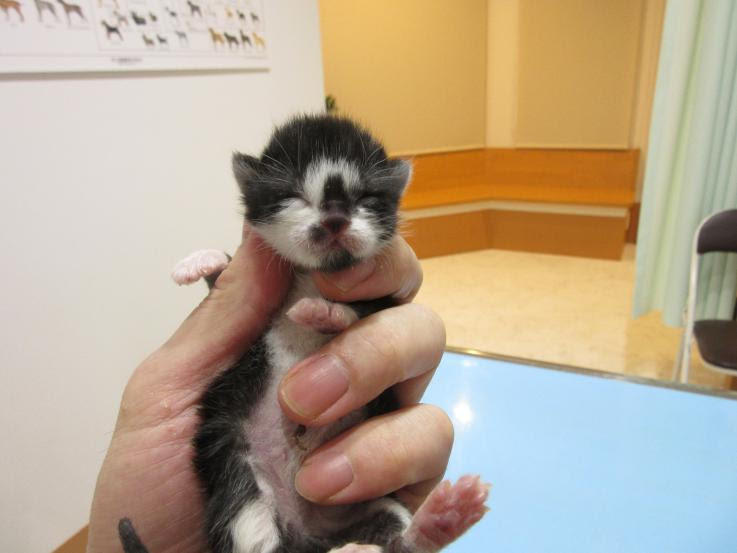 子猫里親さん募集のお知らせ たなかペットクリニック 北九州市小倉北区中井の動物病院 日記