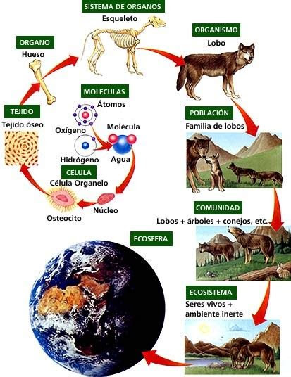 biologia ldc organizacion de los seres vivos