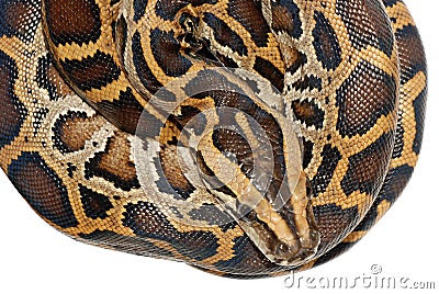 BOA SNAKE (click image to zoom)