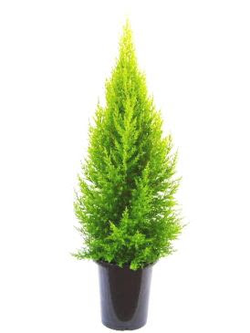 ゴールドクレストの育て方 自然と暮らす 観葉植物