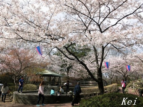 佐野城山公園の桜 3 シダレザクラ さのまる いろいろの駅前通りを歩く さのまるの家 情報 栃木県佐野市 遊々 湯ったり ぶらり旅 ゆゆぶ