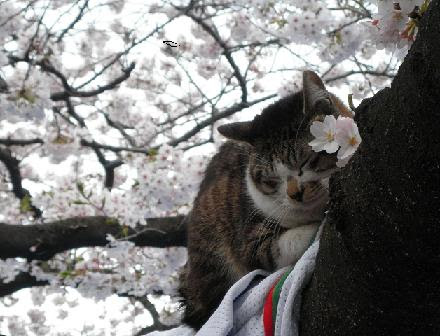 桜の木の上には 猫 上野公園 You Don T Get All Sunny Days 楽天ブログ