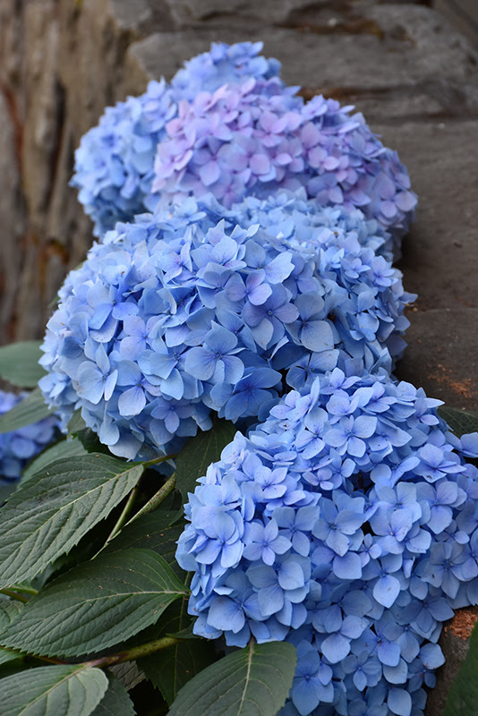 Image of Blue Enchantress Hydrangea in Bloom