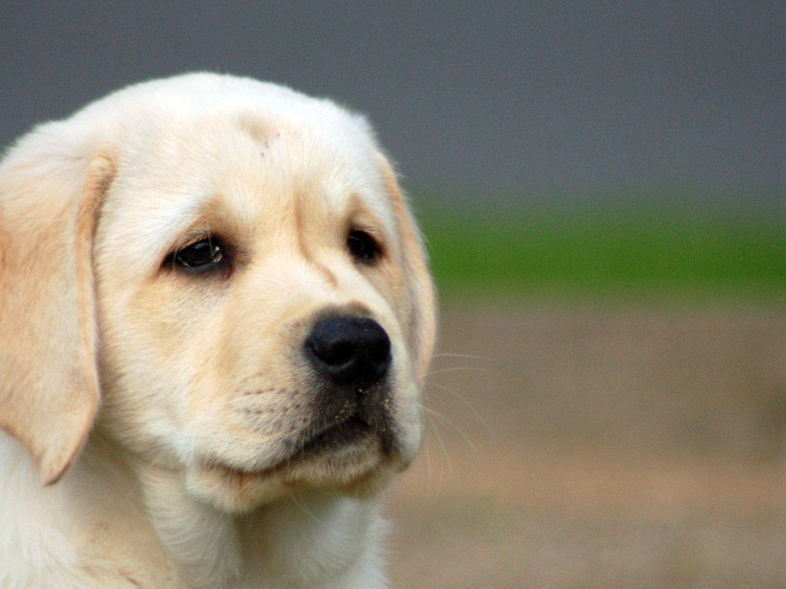 Cute Dogs And Puppies Wallpapers - Wallpaper Cave