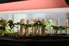 seedlings 135