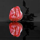 Rose in Water by JuliaFineArt