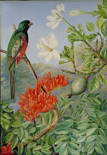 Two Flowering Shrubs of Natal and a Trogon