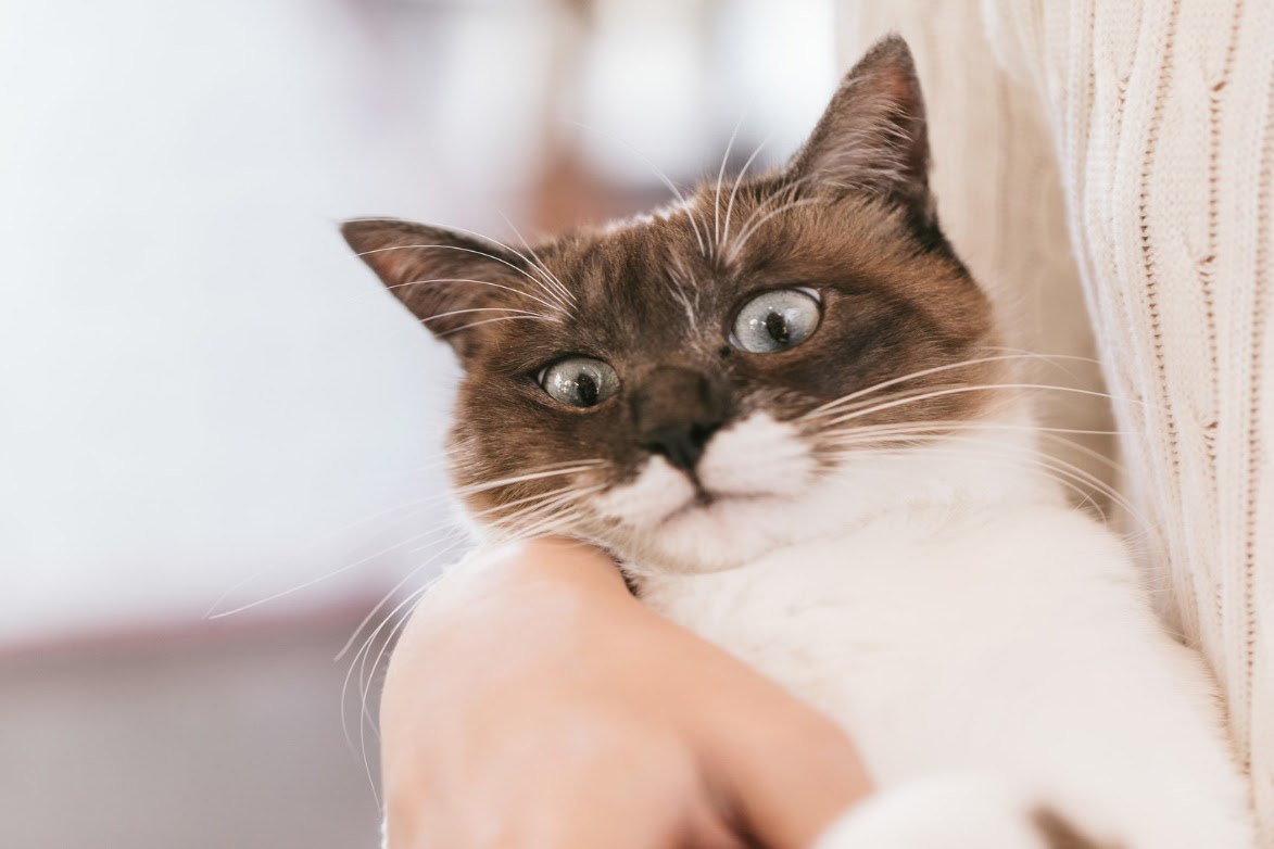 抱っこ嫌いの猫を抱っこ好きにする3つの方法