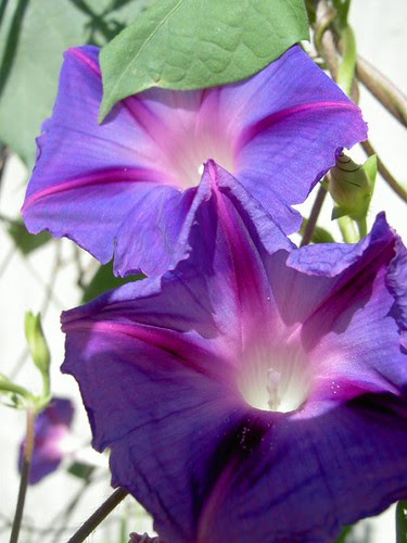Morning Glory