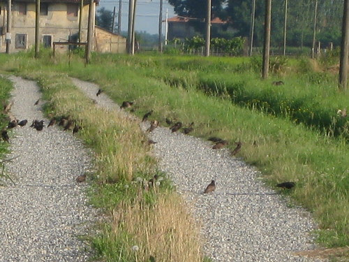 Pragilardo
