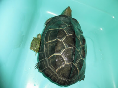 ゼニガメとミドリガメで雑種は生まれるの 無精卵か有精卵か判別する方法 わんにゃんうぇぶ ペットと一緒に暮らせる住まいが もっと身近になるように 住まいをよく知る不動産広告会社が所沢から発信