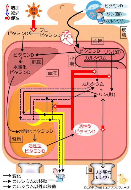 前立腺 座布団