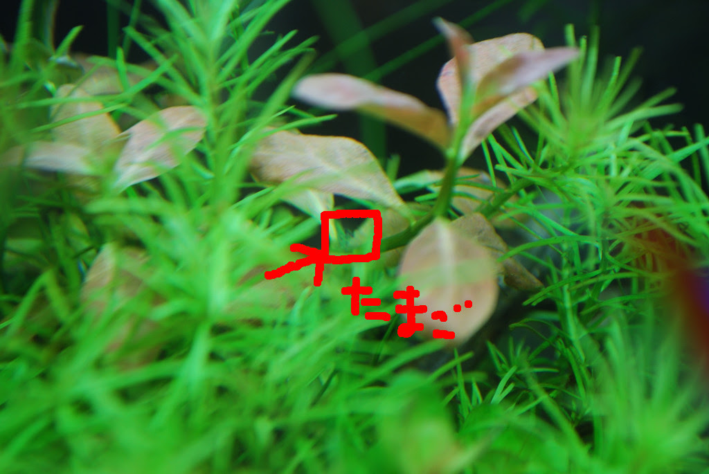 No Aquarium No Life アカヒレの産卵 たまごの写真
