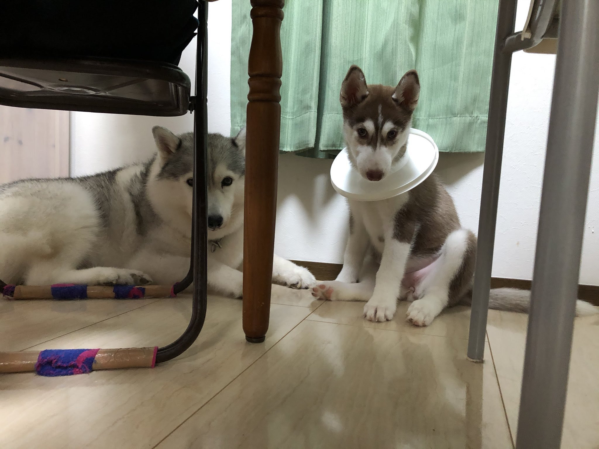 オシャレに見えるけどゴミ箱に頭を突っ込んで蓋が取れなくなった犬です Netgeek