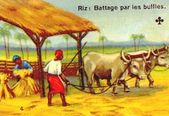 riz4