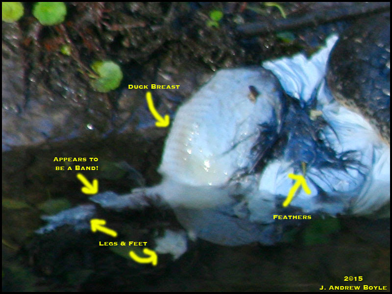American Alligator