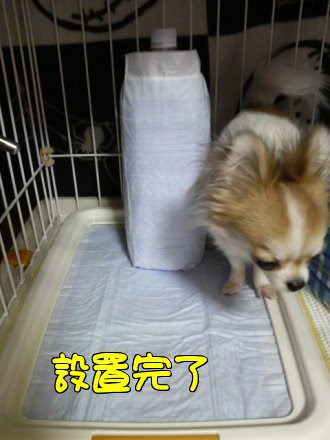 足上げチー対策 チワチワぶろぐ