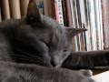 200以上 幸せ を 呼ぶ 猫 123953-幸せを呼ぶ 猫