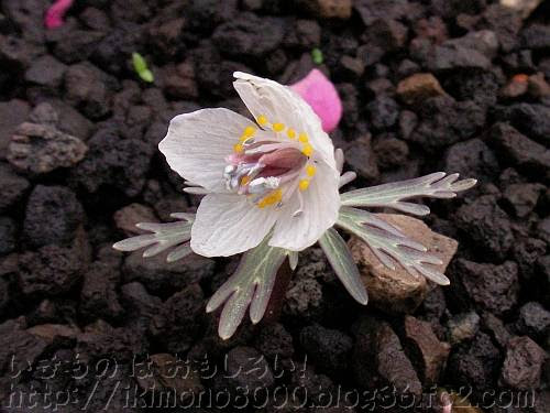 ２月３日の誕生花 節分草 いきもの は おもしろい