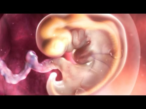 Hafta Hafta Hamilelik