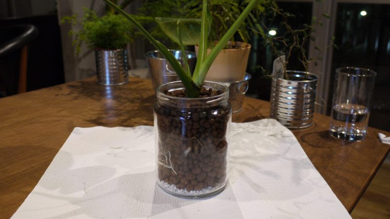 プロが伝授 モンステラの土植えからハイドロカルチャーへ植え替えるコツは ハイドロカルチャーで楽しもう